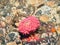 Painted Anemone on Ocean Floor