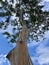 Painted Bark Eucalyptus Tree