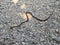 Painted bronzeback snake, Dendralephis pictus, Nameri Tiger Reserve, Assam