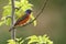 Painted Bunting (male)