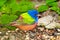 Painted Bunting - Male. Southern Texas