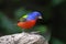 Painted Bunting (Passerina ciris)