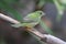 Painted Bunting (Passerina ciris)