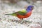 Painted Bunting (Passerina ciris)