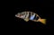 Painted comber predator fish - Serranus scriba