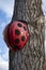 Painted construction helmets in ladybug