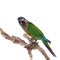 The painted conure, pyrrhura picta, on white