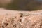 A painted dragon Stellagama stellio brachydactyla  lizard basking in the sun on a rock in Jordan