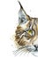 Painted drawing watercolor animal predator lynx