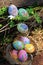 Painted Easter eggs hidden on the grass, ready for the easter egg hunt traditional play game