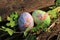 Painted Easter eggs hidden on the grass, ready for the easter egg hunt traditional play game