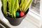 Painted Easter eggs hidden in a plant in a home, ready for the easter egg hunt traditional play game