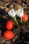 Painted Easter eggs near flowering crocuses.