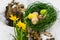 Painted Easter eggs and yellow iris flowers in the snow