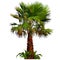 Painted fluffy palm tree with grass bushes at the base