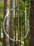 Painted forest in Oma, Basque Country, white circle