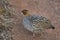 Painted Francolin, Francolinus pictus, Panna Tiger Reserve, Madhya Pradesh,