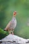 Painted Francolin Mating Call on Cold Morning