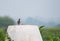 Painted Francolin Perching on Concrete Post