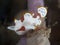 Painted frogfish