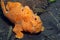 Painted frogfish