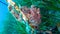 Painted Frogfish or Anglerfish,Antennarius pictus
