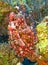 Painted Frogfish or Anglerfish,Antennarius pictus