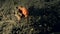 Painted frogfish Antennarius pictus eating on the sand in Zulu sea Dumaguete