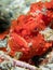 Painted frogfish hidden in plain view