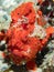 Painted frogfish hidden in plain view