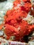 Painted frogfish hidden in plain view