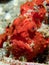 Painted frogfish hidden in plain view