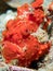 Painted frogfish hidden in plain view