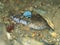 Painted goby, Pomatoschistus pictus. Loch Long. Diving, Scotland