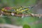 Painted Grasshopper : Insect