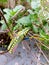 Painted Grasshopper in Nature. Macro