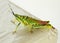 A Painted Grasshopper (Poekilocerus pictus)