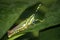 Painted grasshopper (Poekilocerus pictus) sitting on Plumeria leaf : (pix Sanjiv Shukla)