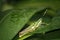 Painted grasshopper (Poekilocerus pictus) sitting on Plumeria leaf : (pix Sanjiv Shukla)