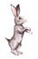 A painted gray hare stands on its hind legs