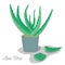 Painted Hand Drawn of Potted Aloe Vera Bush