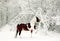Painted horse running in snow covered woods