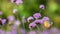 The Painted Jezebel butterfly Delias hyparete on Verbena flower, Beautiful butterfly with colorful wing, image with a soft focus