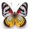 Painted Jezebel Delias hyparete Butterfly . Beautiful Butterfly in Wildlife. Isolate on white background