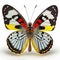 Painted Jezebel Delias hyparete Butterfly . Beautiful Butterfly in Wildlife. Isolate on white background