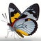 Painted Jezebel Delias hyparete Butterfly . Beautiful Butterfly in Wildlife. Isolate on white background