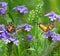 Painted Lady Butterflies