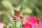Painted Lady Butterfly 2020 IX