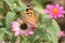 Painted Lady Butterfly 2020 XI