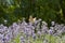 Painted Lady butterfly on blooming lavender